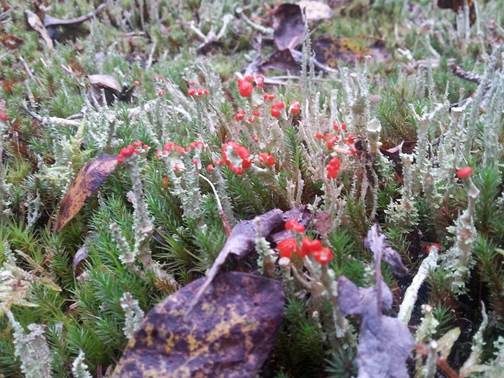 Rotkopfflechte, Foto 3