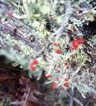 Rotkopfflechte, Foto 5