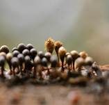 Rotköpfiger Schleimpilz, Foto 12