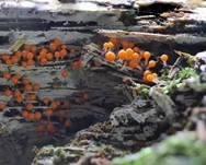 Rotköpfiger Schleimpilz, Foto 21