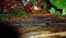 Rotköpfiger Schleimpilz, Foto 6