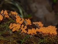 Rotköpfiger Schleimpilz, Foto 73