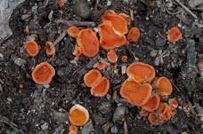Rotleuchtender Kissenbecherling, Foto 8