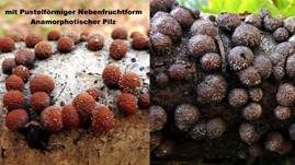 Rötliche Kohlenbeere, Foto 13