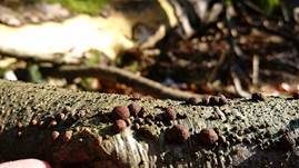 Rötliche Kohlenbeere, Foto 5