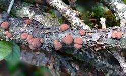 Rötliche Kohlenbeere, Foto 7
