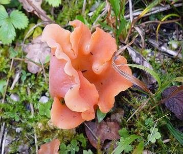 Rötlicher Gallerttrichter, Foto 2