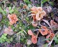 Rötlicher Gallerttrichter, Foto 14