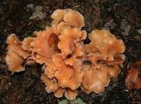 Rötlicher Gallerttrichter, Foto 15