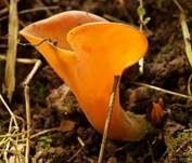 Rötlicher Gallerttrichter, Foto 17