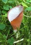 Rötlicher Gallerttrichter, Foto 20