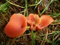 Rötlicher Gallerttrichter, Foto 23
