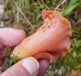 Rötlicher Gallerttrichter, Foto 26