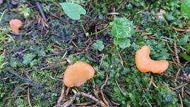 Rötlicher Gallerttrichter, Foto 29