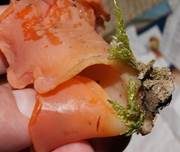 Rötlicher Gallerttrichter, Foto 35