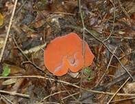 Rötlicher Gallerttrichter, Foto 7