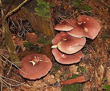Rötlicher Holzritterling, Foto 2
