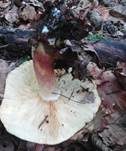 Rötlicher Holzritterling, Foto 15