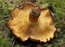 Rötlicher Holzritterling, Foto 17