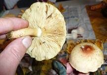 Rötlicher Holzritterling, Foto 20