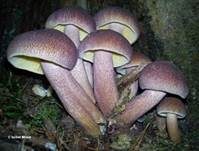 Rötlicher Holzritterling, Foto 21
