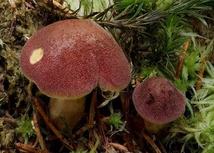 Rötlicher Holzritterling, Foto 4