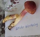 Rötlicher Holzritterling, Foto 22