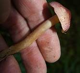 Rötlicher Holzritterling, Foto 33