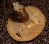 Rötlicher Holzritterling, Foto 36