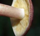 Rötlicher Holzritterling, Foto 37