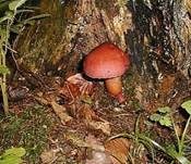 Rötlicher Holzritterling, Foto 41