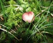 Rötlicher Holzritterling, Foto 42
