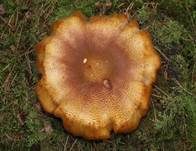 Rötlicher Holzritterling, Foto 44