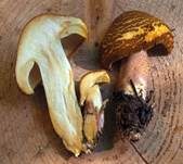 Rötlicher Holzritterling, Foto 47