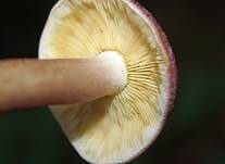 Rötlicher Holzritterling, Foto 8