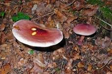 Rötlicher Holzritterling, Foto 11