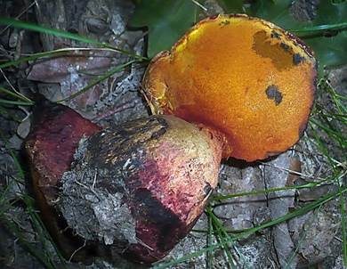 Blaufleckender Purpurröhrling, Foto 4