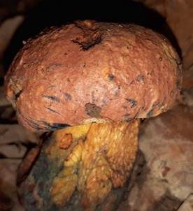 Blaufleckender Purpurröhrling, Foto 5
