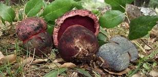 Blaufleckender Purpurröhrling, Foto 7