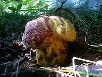Blaufleckender Purpurröhrling, Foto 8