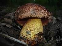 Blaufleckender Purpurröhrling, Foto 11