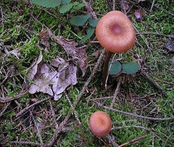 Rötlicher Lacktrichterling, Foto 2