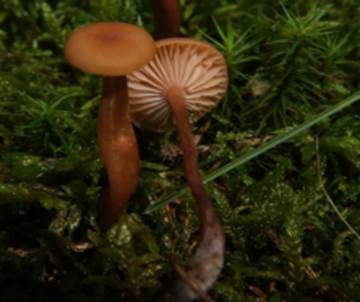 Rötlicher Lacktrichterling, Foto 3