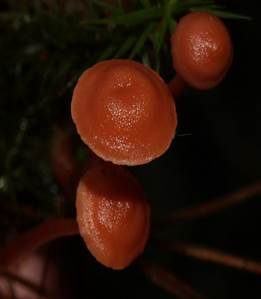 Rötlicher Lacktrichterling, Foto 4