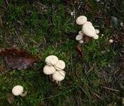 Rötlicher Lacktrichterling, Foto 22