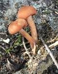 Rötlicher Lacktrichterling, Foto 24