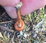 Rötlicher Lacktrichterling, Foto 25