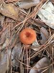 Rötlicher Lacktrichterling, Foto 28