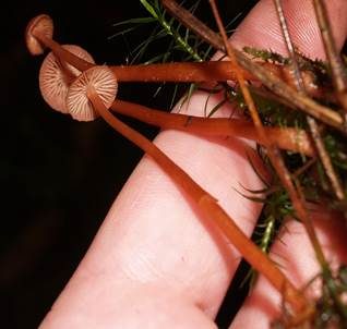 Rötlicher Lacktrichterling, Foto 5