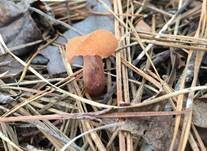 Rötlicher Lacktrichterling, Foto 32